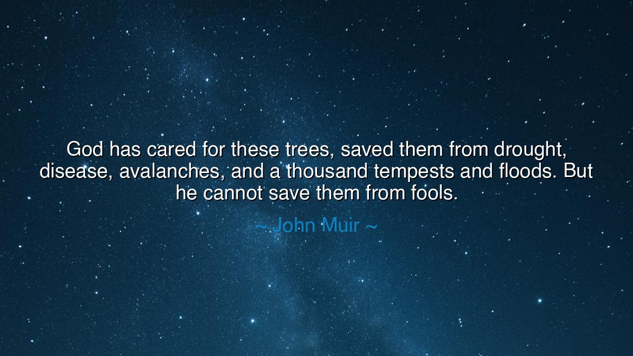 God has cared for these trees, saved them from drought, disease