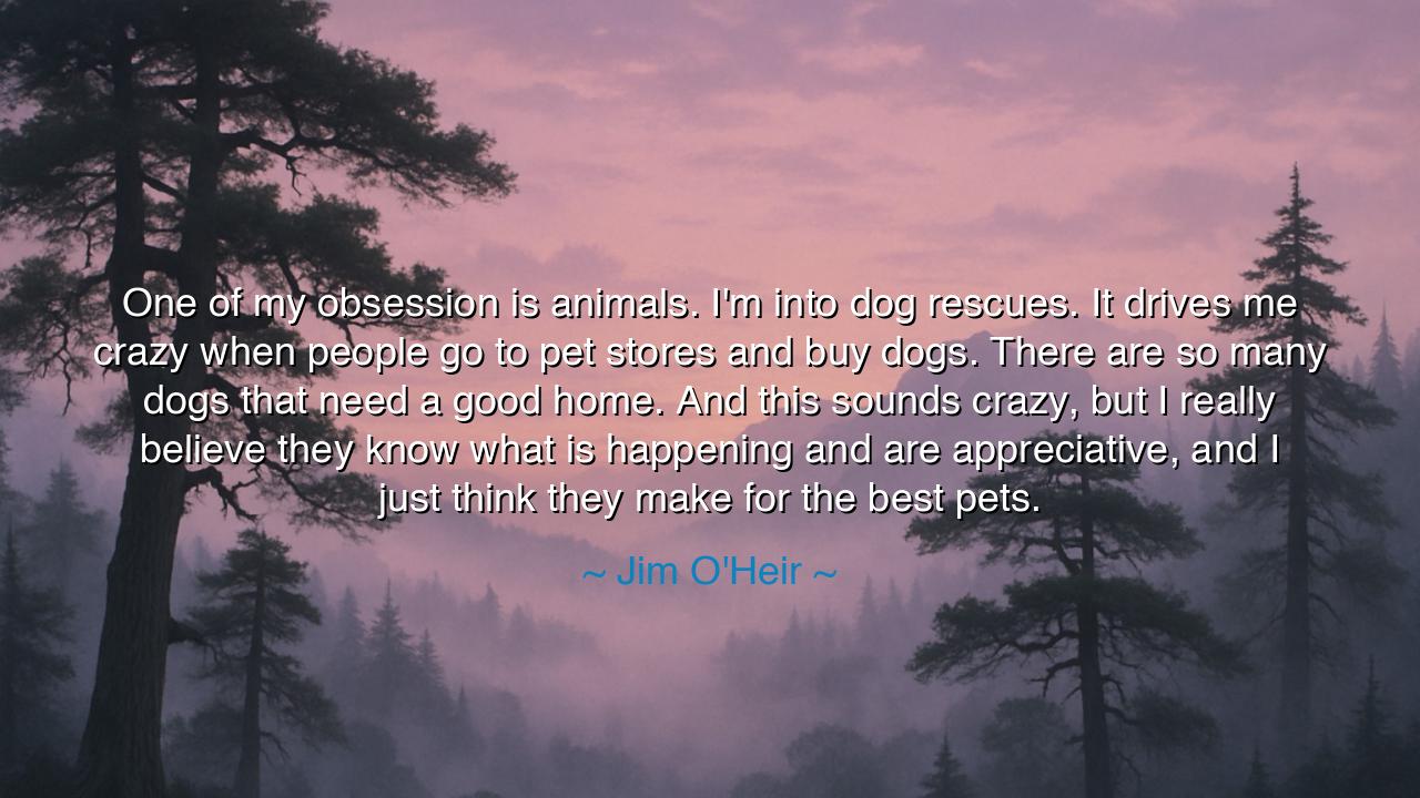 One of my obsession is animals. I'm into dog rescues. It drives
