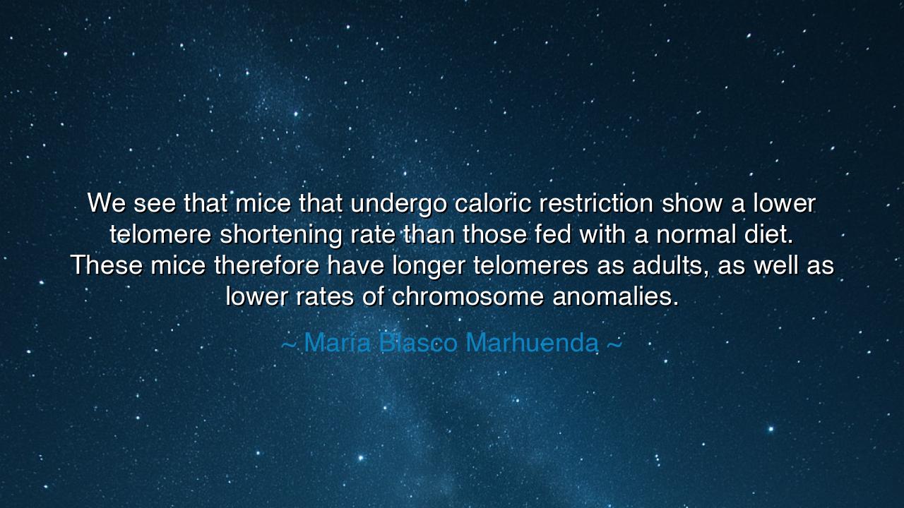 We see that mice that undergo caloric restriction show a lower